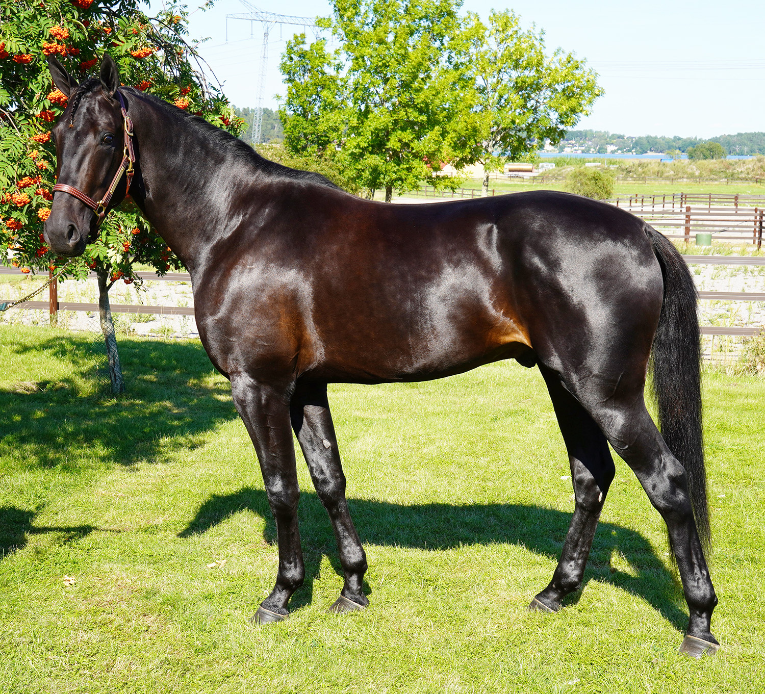 Kanske blir Hitting Hard &aring;rets vinstrikaste i Travkompaniet?&nbsp; Foto; A.Lindblom